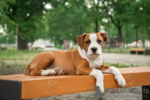 Photo №1. american staffordshire terrier - for sale in the city of Krasnodar | 545$ | Announcement № 10599