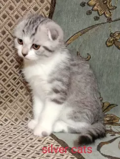 Photo №1. scottish fold - for sale in the city of Chernigov | 257$ | Announcement № 5920