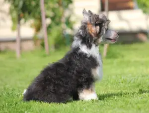 Photo №3. Fluffy puppy chinese crested. Russian Federation