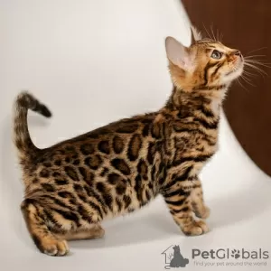 Photo №1. bengal cat - for sale in the city of Munich | Is free | Announcement № 129838