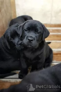 Photo №1. labrador retriever - for sale in the city of Nikopol | 144$ | Announcement № 7619