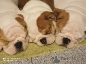 Additional photos: English bulldog puppies