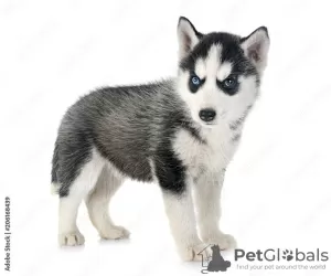 Photo №1. siberian husky - for sale in the city of Melton | 300$ | Announcement № 129415