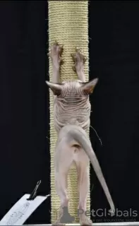 Additional photos: Sphynx Show Quality Black Kitten