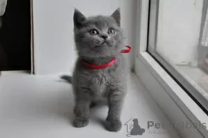 Photo №1. british shorthair - for sale in the city of Мадрид | 370$ | Announcement № 126535