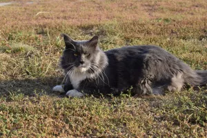 Additional photos: Maine Coon kittens from elite parents