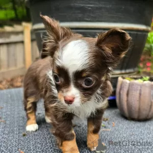 Photo №3. Teacup chihuahua puppy available. United States