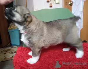 Additional photos: Central Asian shepherd puppy.