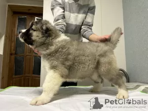 Photo №3. Caucasian Shepherd puppies. Belarus