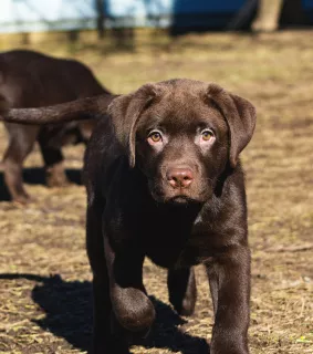 Additional photos: Adorable Labrador Puppies