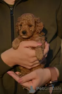 Additional photos: Mini Poodle, apricot color