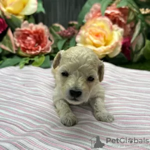 Photo №3. POODLE PUPPY AVAILABLE. United States