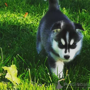 Additional photos: Siberian Husky puppy