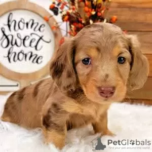 Photo №1. dachshund - for sale in the city of Sundsvall | 528$ | Announcement № 126612