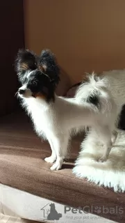 Additional photos: Papillon Puppy tricolor