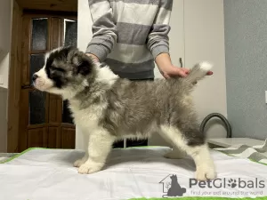 Photo №2 to announcement № 84346 for the sale of caucasian shepherd dog - buy in Belarus breeder