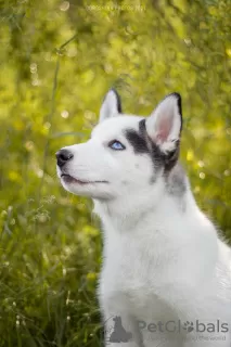 Photo №4. I will sell siberian husky in the city of Poltava. from nursery - price - 500$