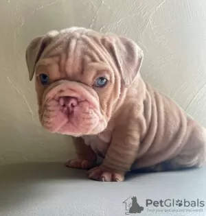 Photo №1. english bulldog - for sale in the city of Bilbao | 423$ | Announcement № 126712