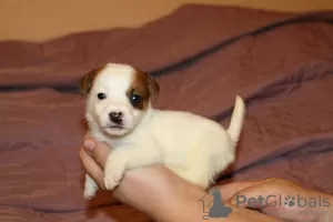 Additional photos: Jack Russell Terrier puppies