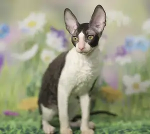 Photo №3. Cornish Rex kittens offers Cornelian kennel (Moscow).. Russian Federation