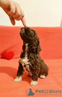 Additional photos: Lagotto Romagnolo puppies