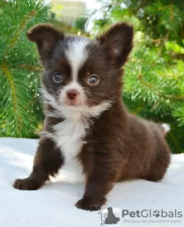 Photo №4. I will sell chihuahua in the city of Москва. private announcement, breeder - price - negotiated