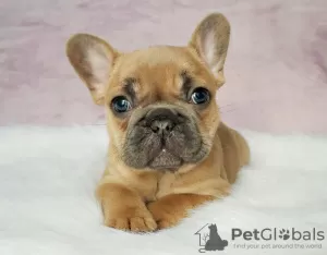 Photo №1. french bulldog - for sale in the city of Florence | 634$ | Announcement № 99436