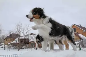 Additional photos: For sale Australian shepherd puppy (aussi)