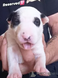 Additional photos: Standard bull terrier puppies