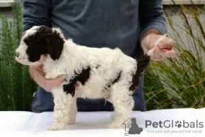 Additional photos: Lagotto Romagnolo, male puppies