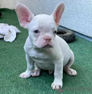 Additional photos: french bulldog