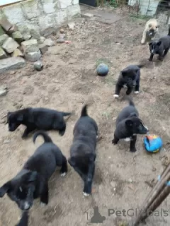 Photo №3. Cute little teddy bear mix puppies for adoption. Germany