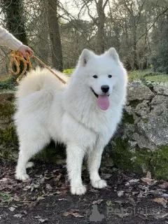 Additional photos: SAMOYED LOF BABIES - 2 MALES BORN 6/4/23