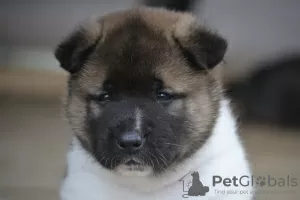 Photo №4. I will sell american akita in the city of Yaroslavl. breeder - price - negotiated