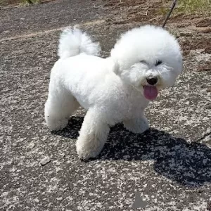 Additional photos: Adorable Bichon Frize puppies ready to move into a new home