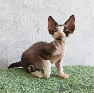 Additional photos: Devon Rex kittens for sale.