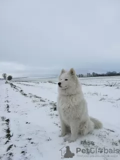 Additional photos: Samoyed puppies