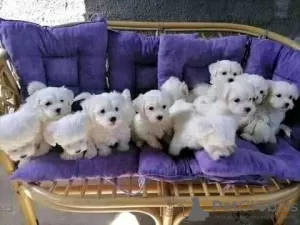 Photo №1. maltese dog - for sale in the city of Mecklenburgische Seenplatte | 200$ | Announcement № 129752