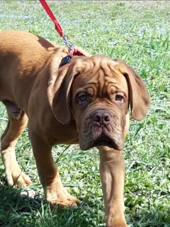 Photo №1. dogue de bordeaux - for sale in the city of Labinsk | 386$ | Announcement № 6072