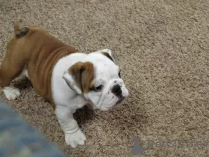 Additional photos: Available English Bulldogs puppies for sale.