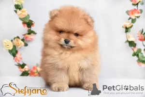 Photo №4. I will sell pomeranian in the city of Loznica.  - price - Is free