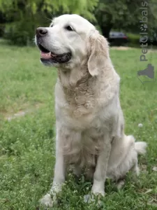 Additional photos: golden retriever puppies