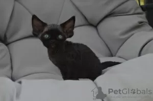 Photo №3. Devon Rex kittens available for sale now to new families. Germany