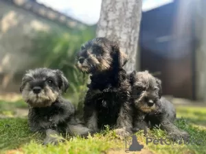 Photo №4. I will sell standard schnauzer in the city of Belgrade.  - price - negotiated