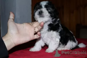 Additional photos: Havana Bichon (Havanese)