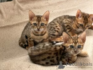 Photo №1. bengal cat - for sale in the city of Leverkusen | negotiated | Announcement № 126341