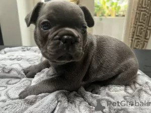 Photo №2 to announcement № 115039 for the sale of french bulldog - buy in United States private announcement