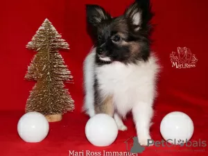 Photo №2 to announcement № 30230 for the sale of papillon dog - buy in Russian Federation from nursery