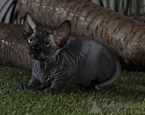 Photo №4. I will sell sphynx-katze in the city of Kharkov. from nursery, breeder - price - 1000$