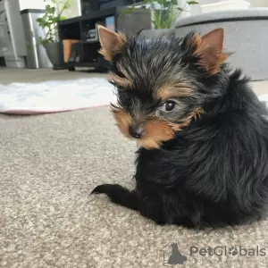 Additional photos: We have four Yorkshire Terriers Puppies for sale. Two boys and two girls.